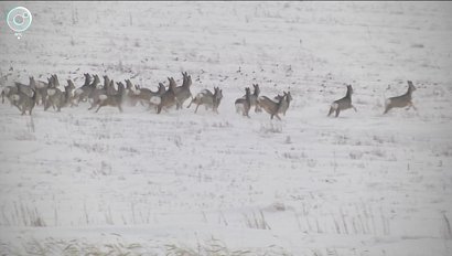 В каком районе Новосибирской области отмечают нашествие косуль?