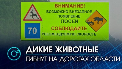 Осторожно, лоси! В Новосибирской области стали чаще сбивать диких животных