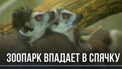 Едят и много спят: Новосибирский зоопарк впадает в спячку