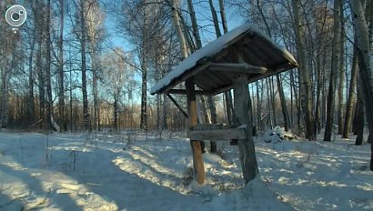 Медведей в лесах Новосибирской области подсчитали