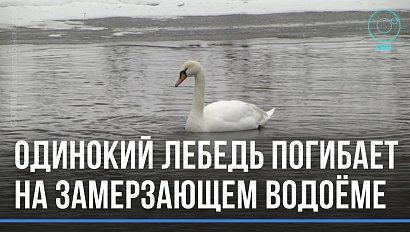 На замерзающем водоёме ждёт помощи одинокий лебедь