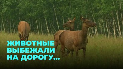 Где лоси и косули чаще всего выбегают на проезжую часть