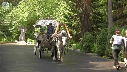 Дендропарк реконструируют в Новосибирске