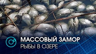 Массовый замор рыбы произошел в одном из озер Краснозерского района