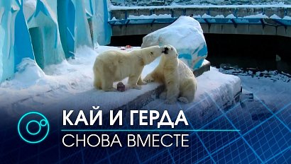 Звезды Новосибирского зоопарка - белые медведи Кай и Герда снова вместе | Телеканал ОТС