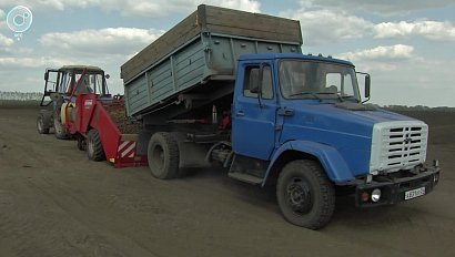 Второй хлеб сажают в хозяйствах Новосибирской области