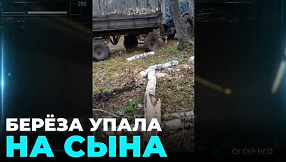 Дерево задавило мужчину в Новосибирской области