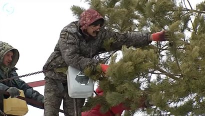 Семена сосны заготавливают в Новосибирской области