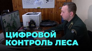 Новая система контроля леса: как следить за вырубками из дома