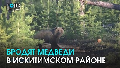 Опять бродят медведи: косолапого заметили у села Легостаева в Искитимском районе