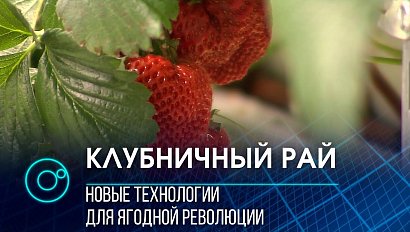 Клубника в промышленных масштабах: новая агротехнология от разработчиков из Академпарка