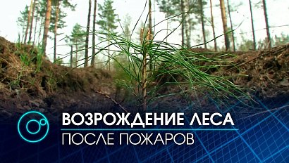 Лес садят: всё, что пожар уничтожил за сутки - придётся восстанавливать годами