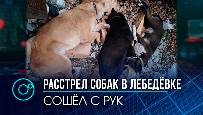 Убийцу четырёх собак в Искитимском районе полицейские искать не захотели