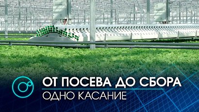 Десятки тысяч пучков салата: в Новосибирской области запустили новый тепличный комбинат