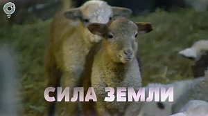 Программа "СИЛА ЗЕМЛИ" | 26 марта 2021 | Телеканал ОТС